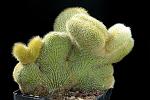 Cleistrocactus schattatianus crest. D. 28 € 50.00